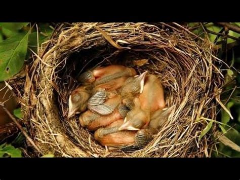 家裡築鳥巢|【家有鳥巢怎麼辦】家有鳥巢別慌張！專家教你與鳥兒。